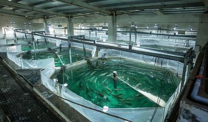 喜報(bào)！國(guó)信集團(tuán)兩家水產(chǎn)品公司入選青島首批新經(jīng)濟(jì)潛力企業(yè)